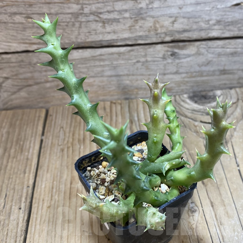 SH16139 Caralluma dummeri - Image 2