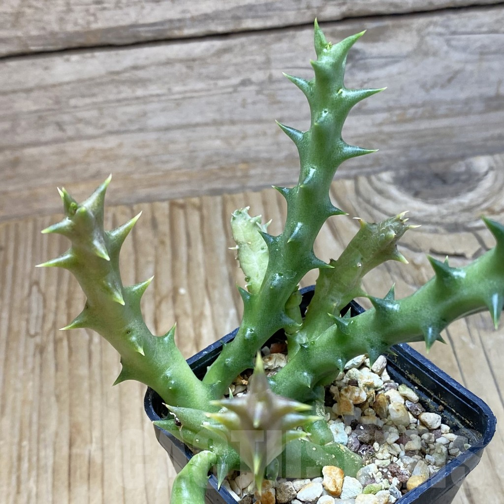 SH16139 Caralluma dummeri - Image 3