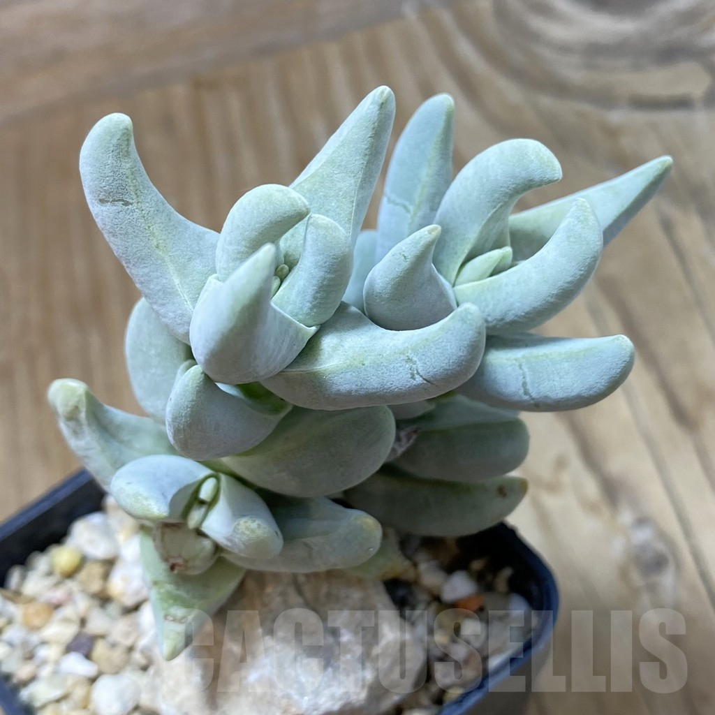 SH16144 Crassula cornuta