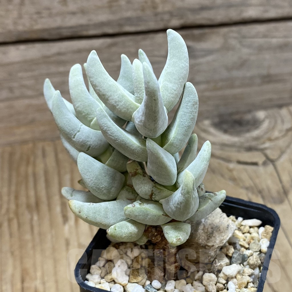 SH16144 Crassula cornuta - Image 2