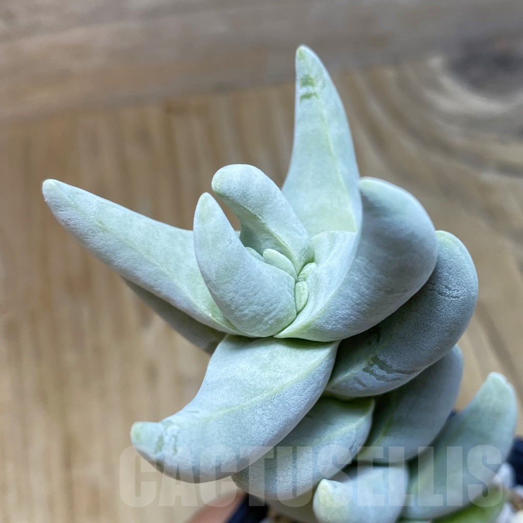 SH16145 Crassula cornuta