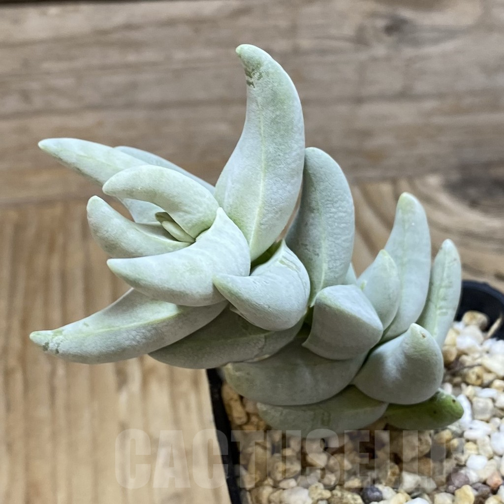 SH16145 Crassula cornuta - Image 2