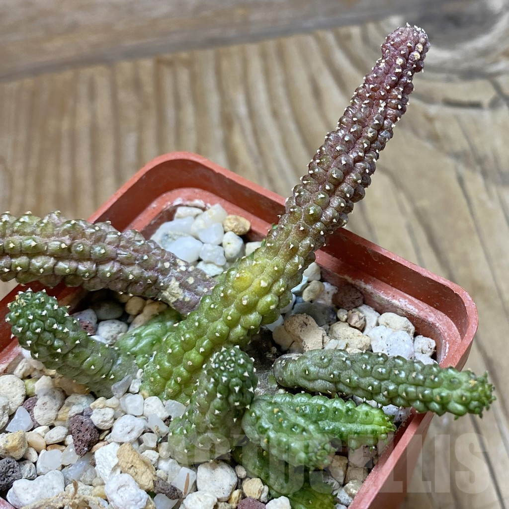 SH16426 Echidnopsis cereiformis - Obrázek 3