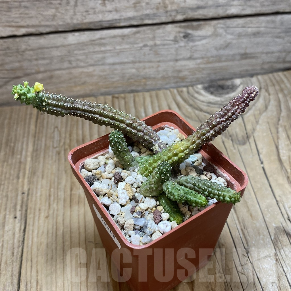 SH16426 Echidnopsis cereiformis - Obrázek 2