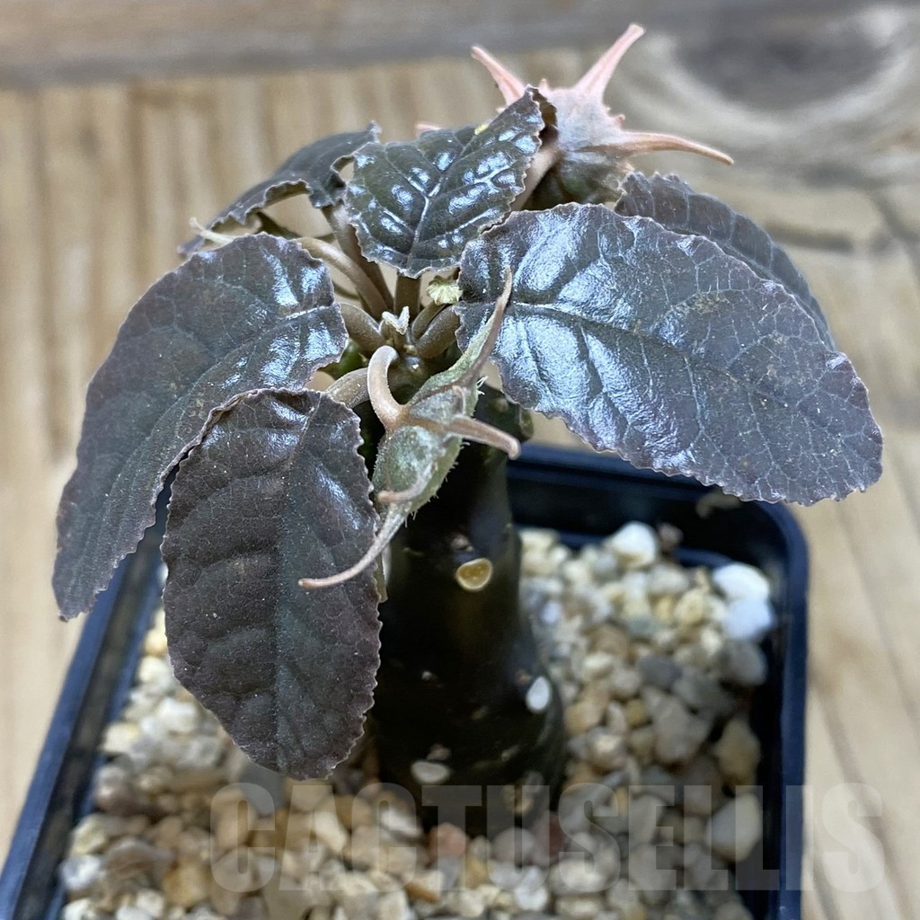 SH16427 Dorstenia foetida