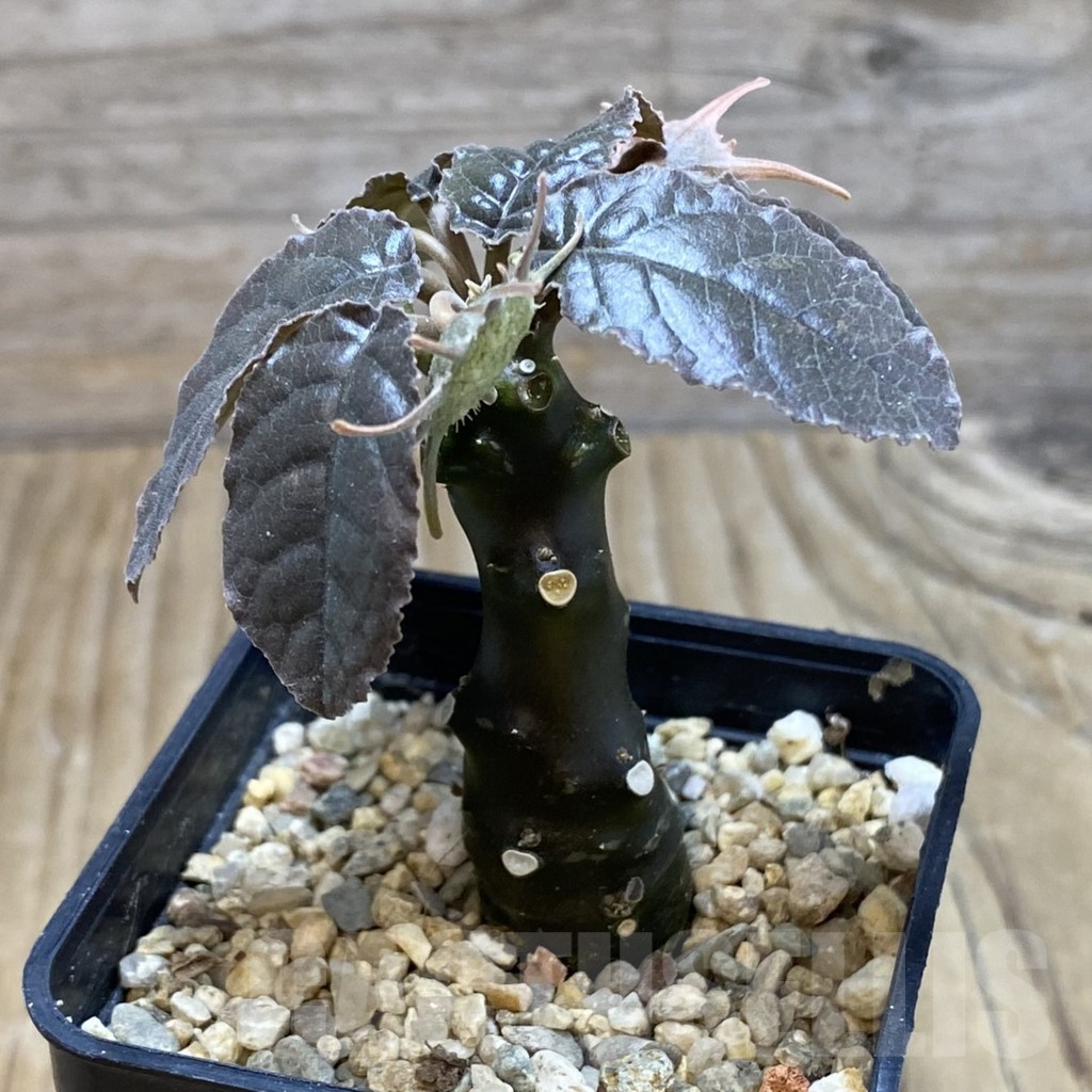 SH16427 Dorstenia foetida - Image 2