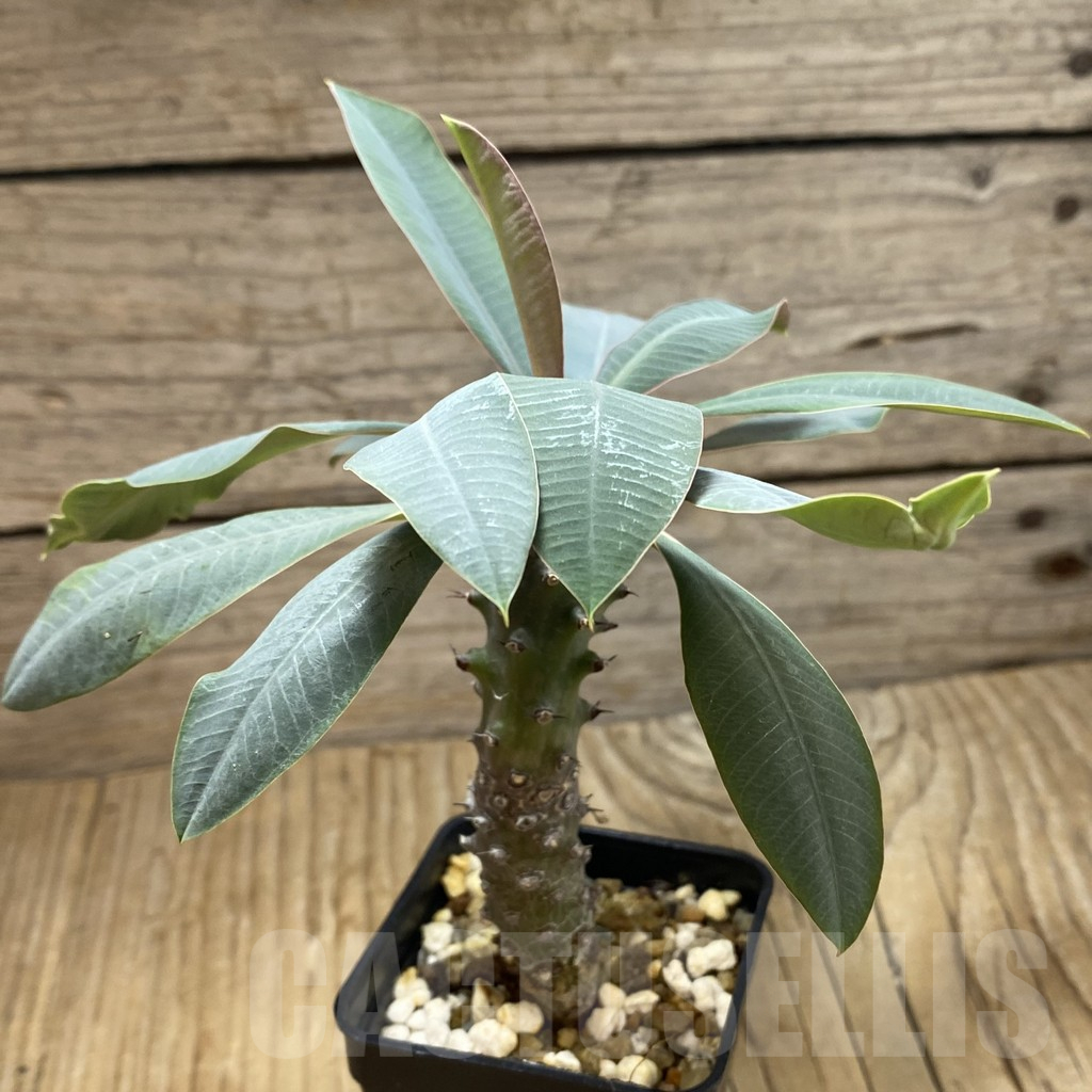 SH16429 Euphorbia pachypodioides - Image 2