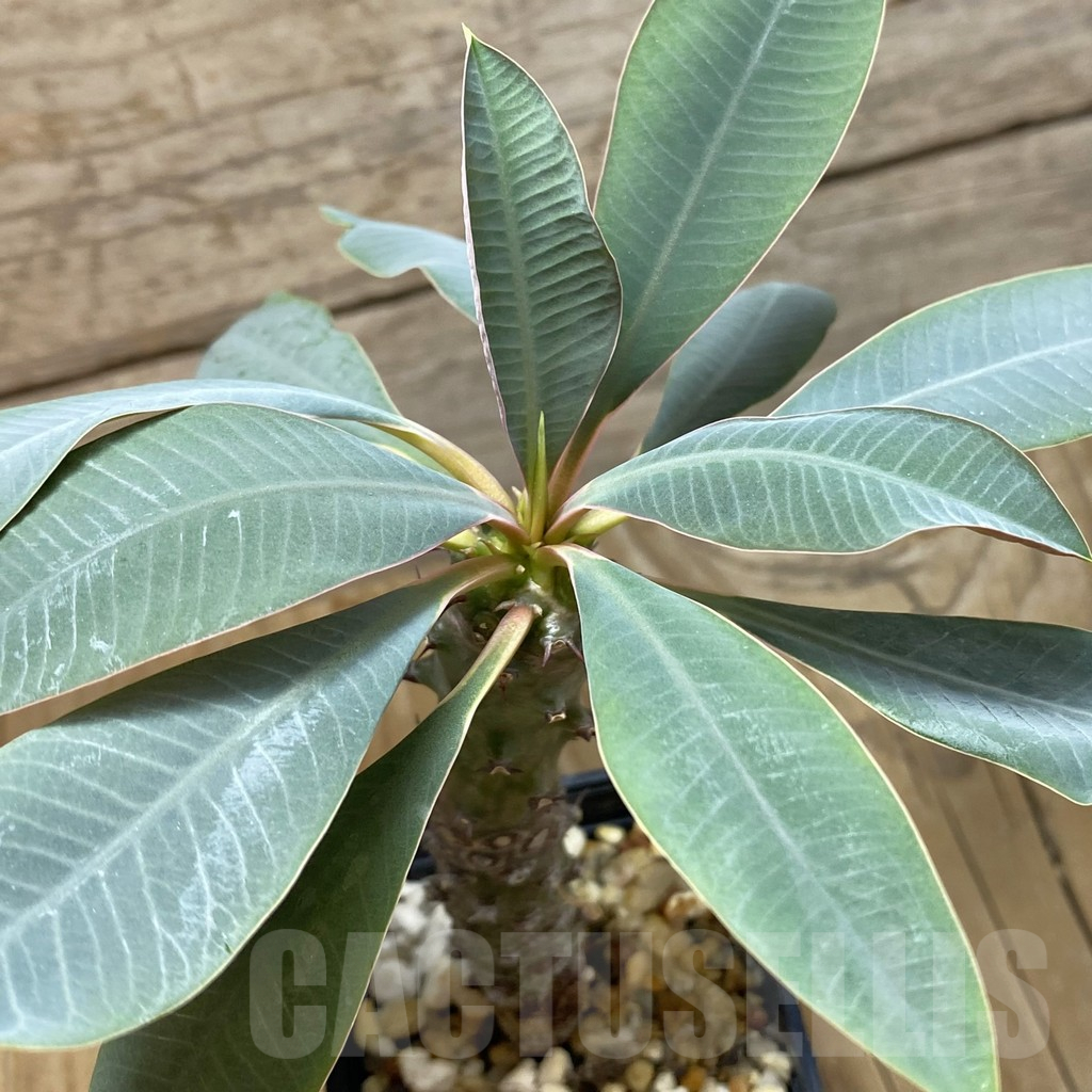 SH16429 Euphorbia pachypodioides