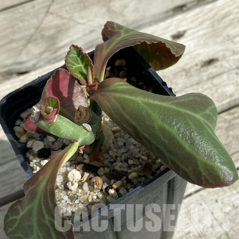 SH16430 Monadenium coccineum
