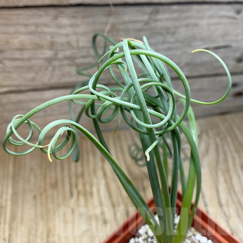 SH16433 Albuca spiralis