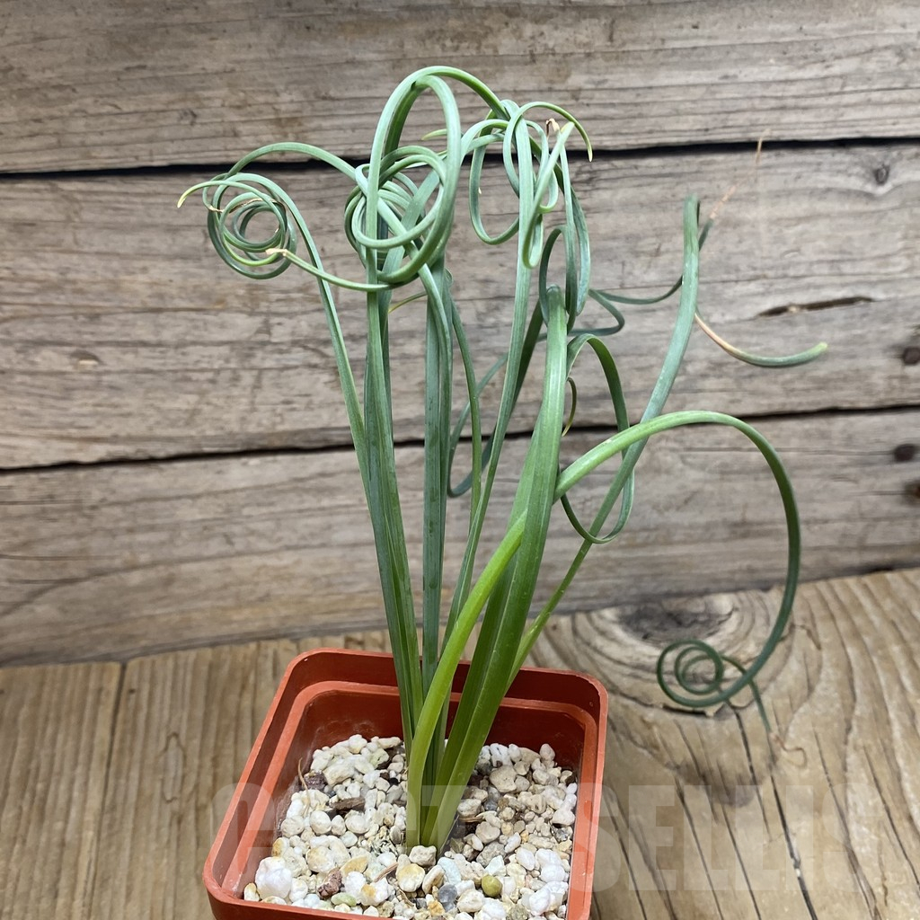 SH16433 Albuca spiralis – Bild 2