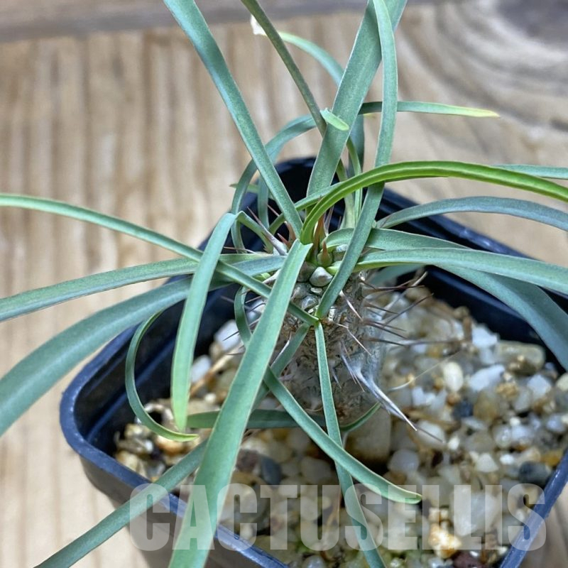 SH16434 Euphorbia gottlebei