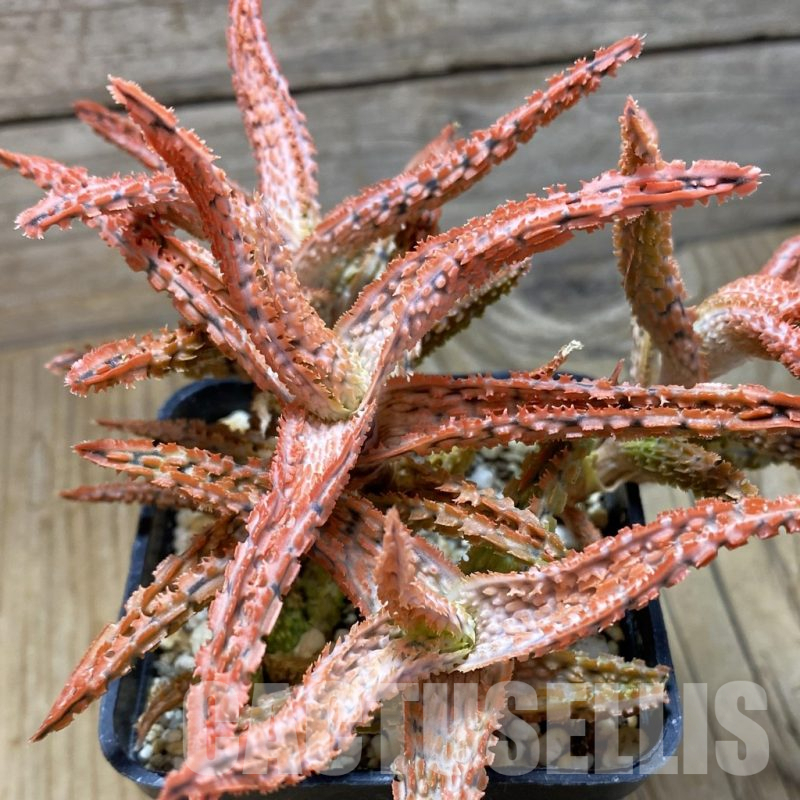 SH16435 Aloe TCT hybrid