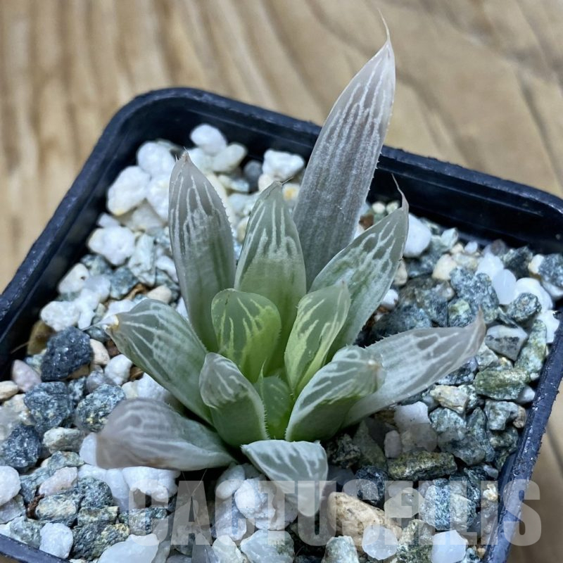 SH16438 Haworthia cooperi f. variegata