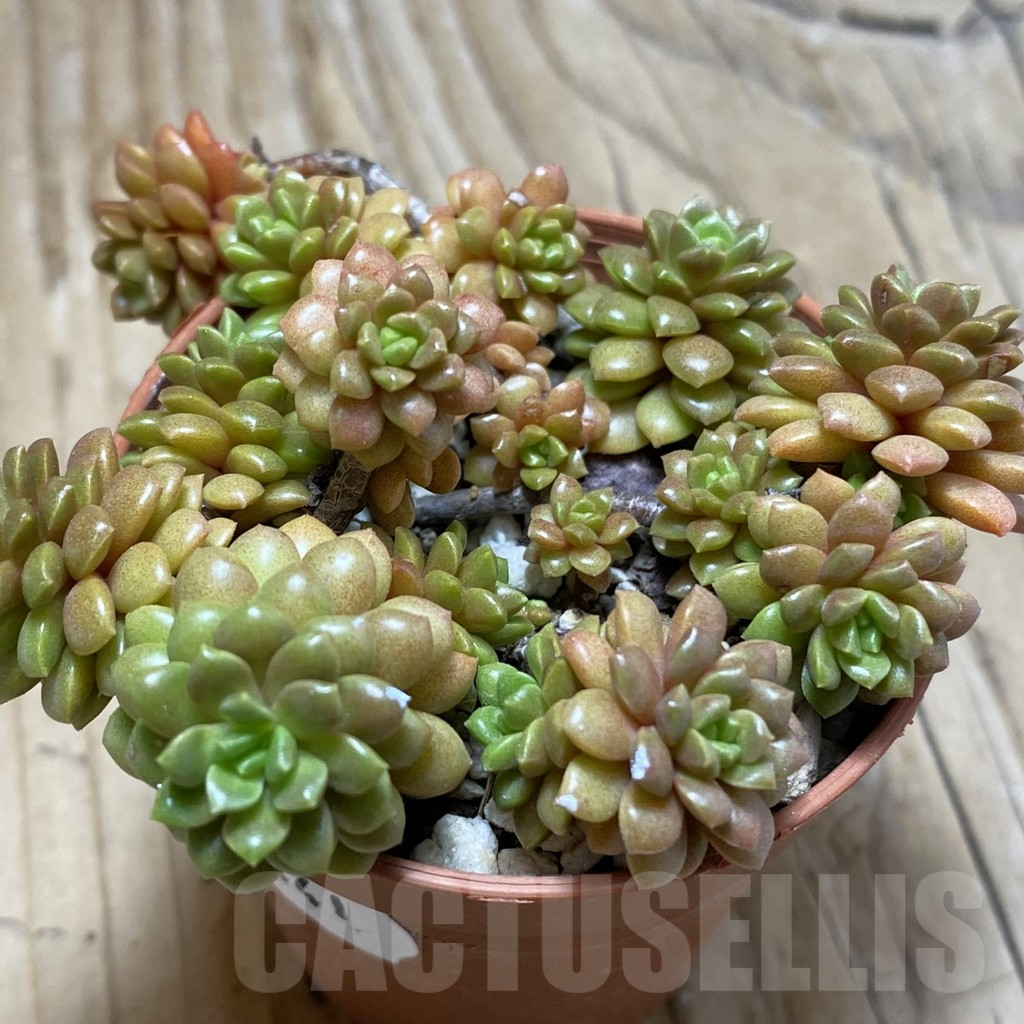 SH16441 Cremnosedum 'Little Gem'