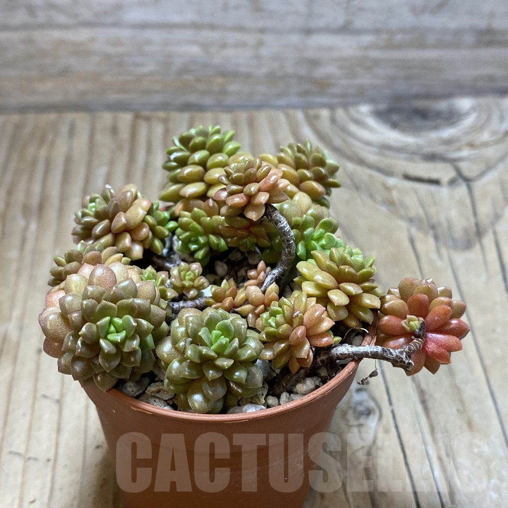 SH16441 Cremnosedum 'Little Gem' - Obrázek 2