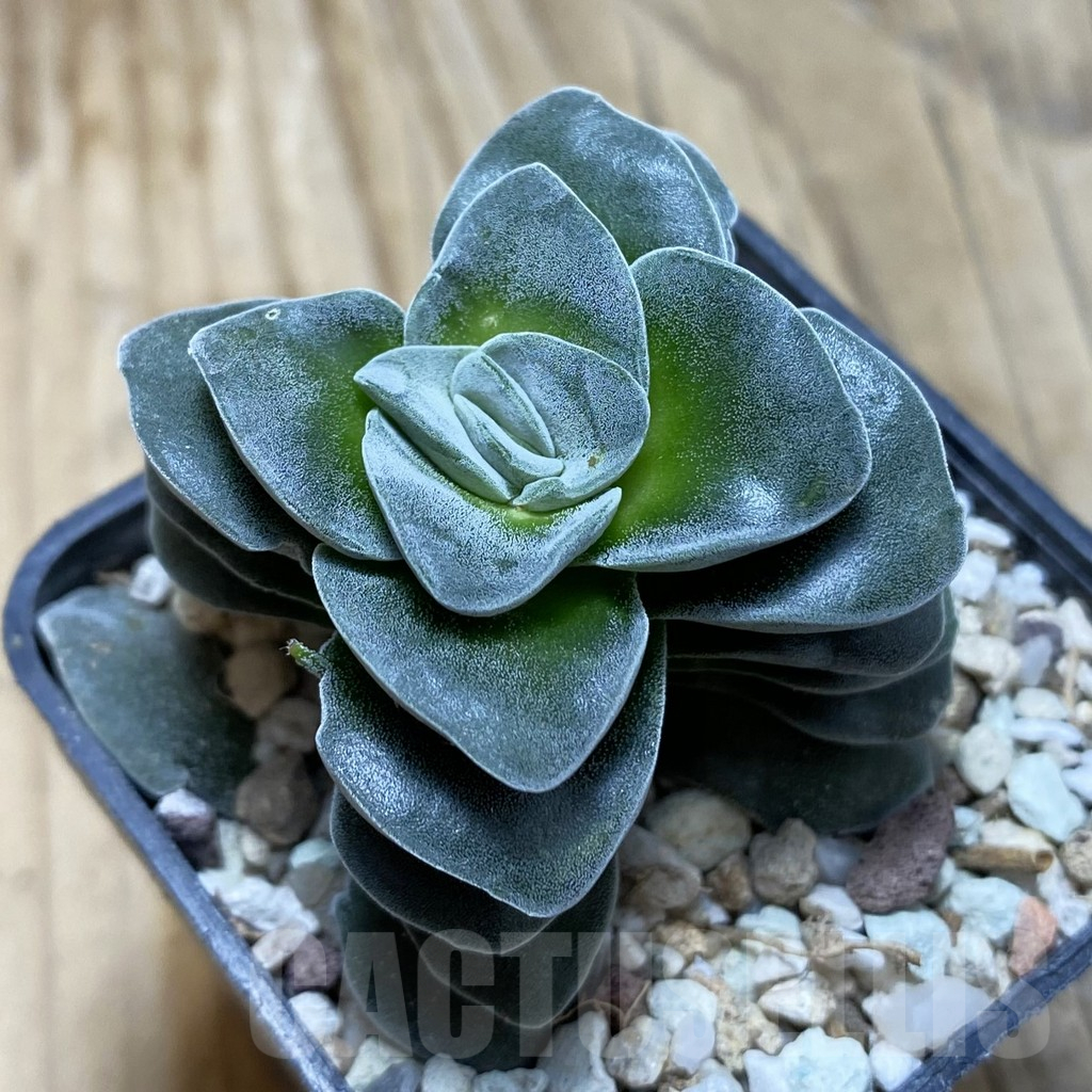 SH16443 Crassula 'Coralita'