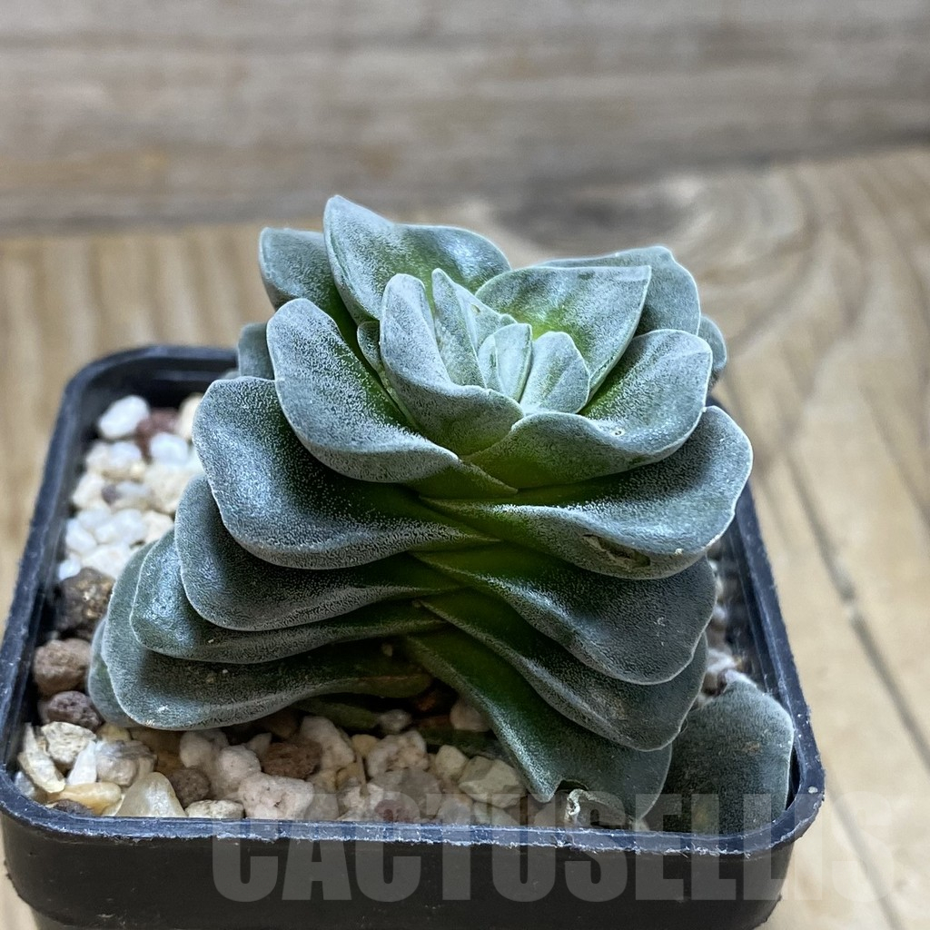 SH16443 Crassula 'Coralita' - immagine 2