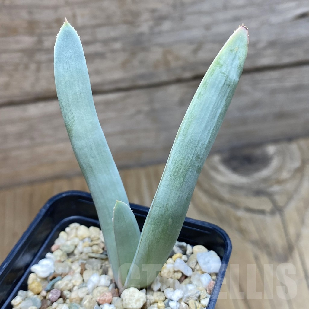 SH16445 Aloe plicatilis