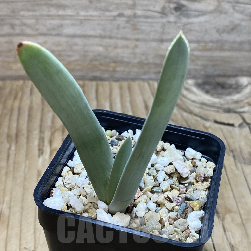 SH16445 Aloe plicatilis - Image 2