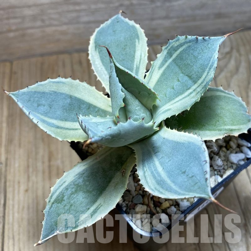 SH16448 Agave potatorum f. variegata