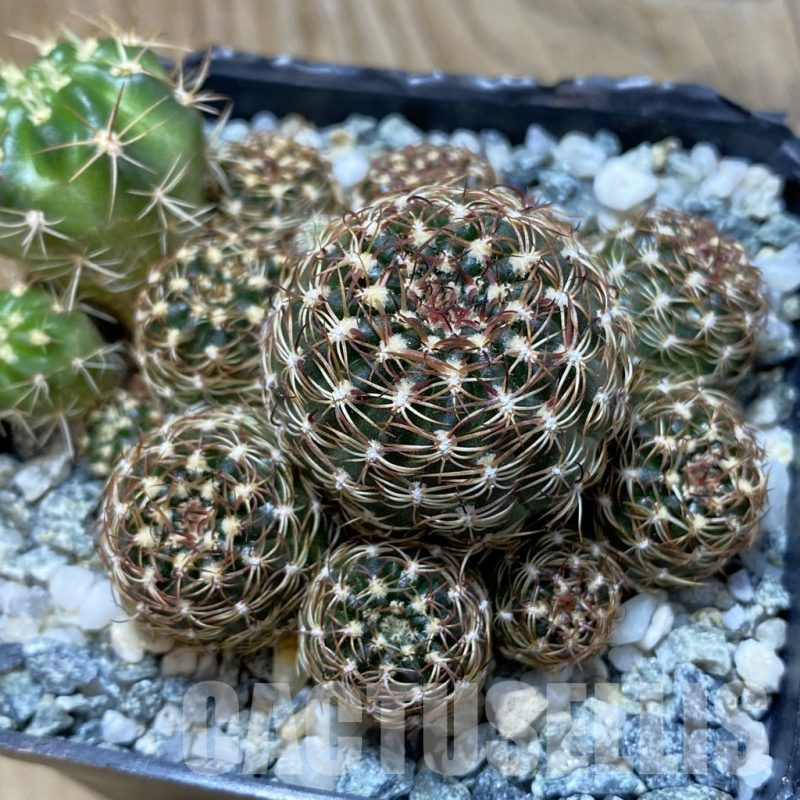 SH16397 Lobivia pusilla v. flaviflora