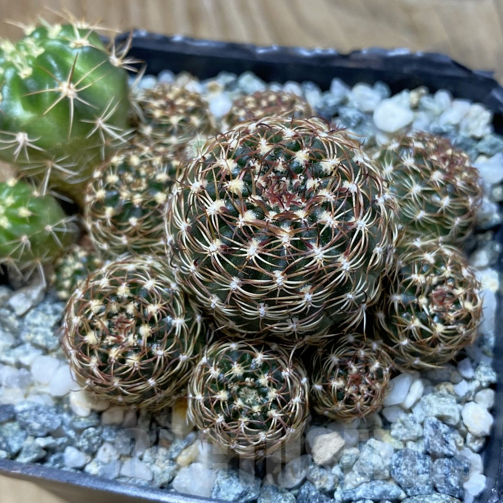 SH16397 Lobivia pusilla v. flaviflora