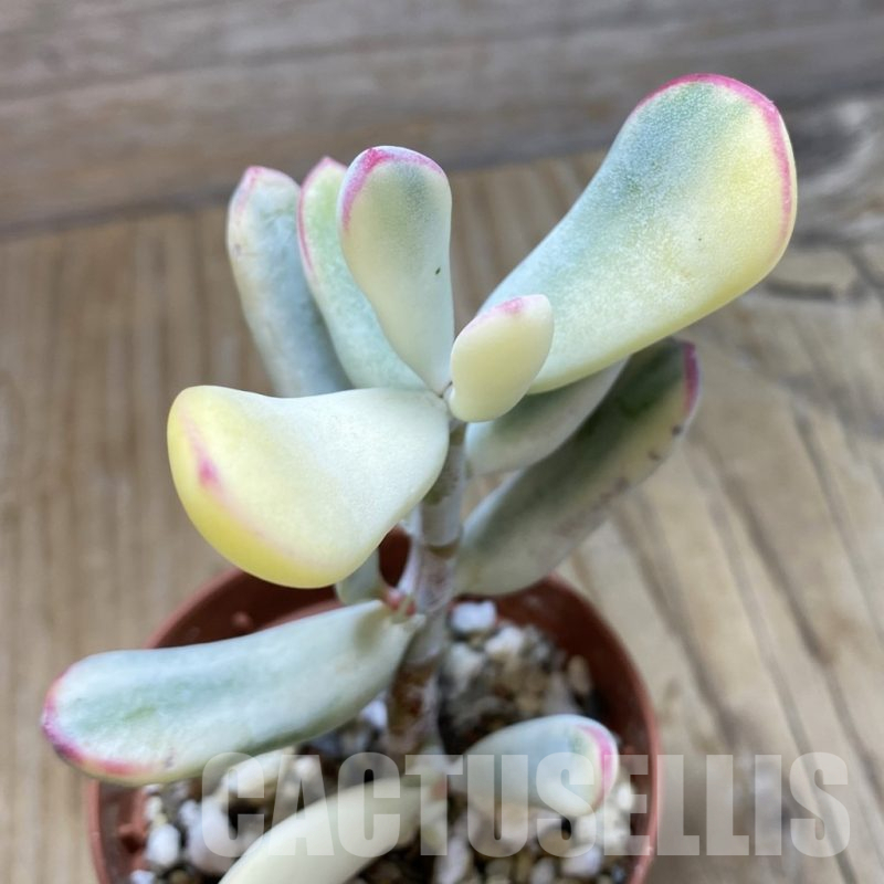 SH16450 Cotyledon orbiculata f. variegata, long leaf