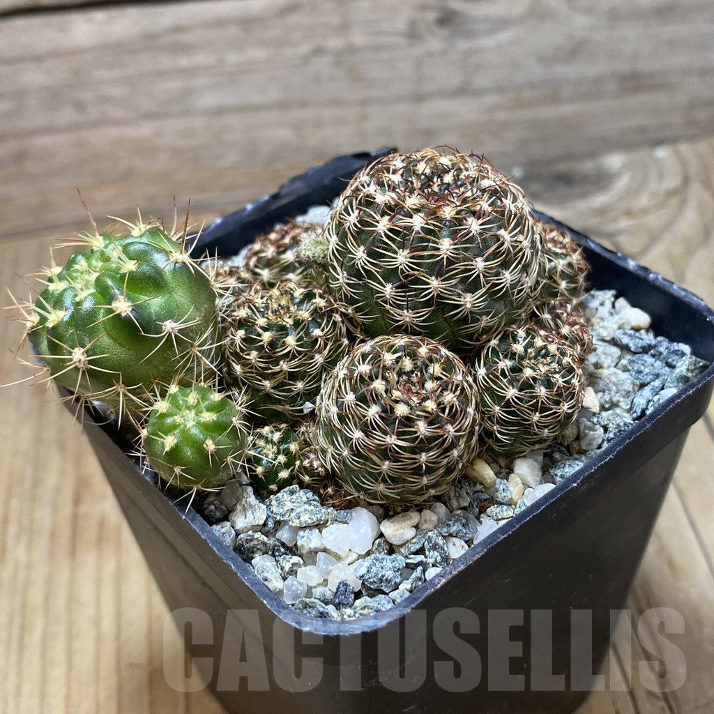 SH16397 Lobivia pusilla v. flaviflora - Image 2