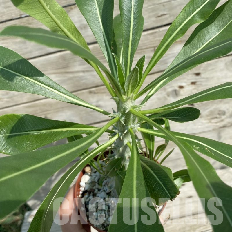 SH16454 Pachypodium horombense