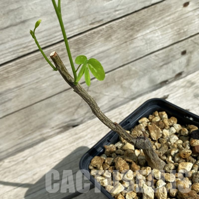 SH16455  Entada leptostachya -Mexico-