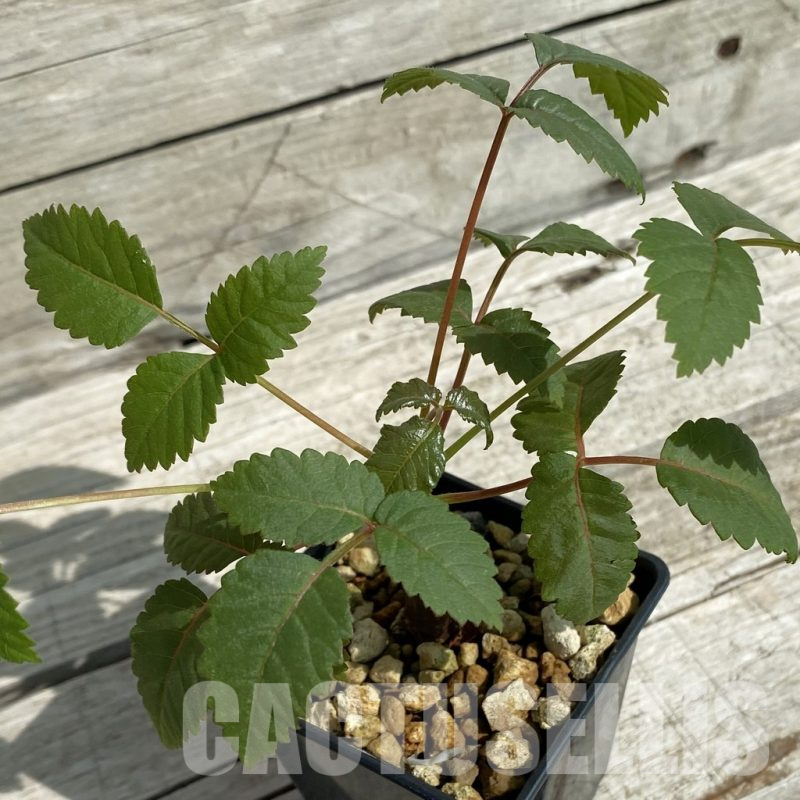 SH16456 Beiselia mexicana