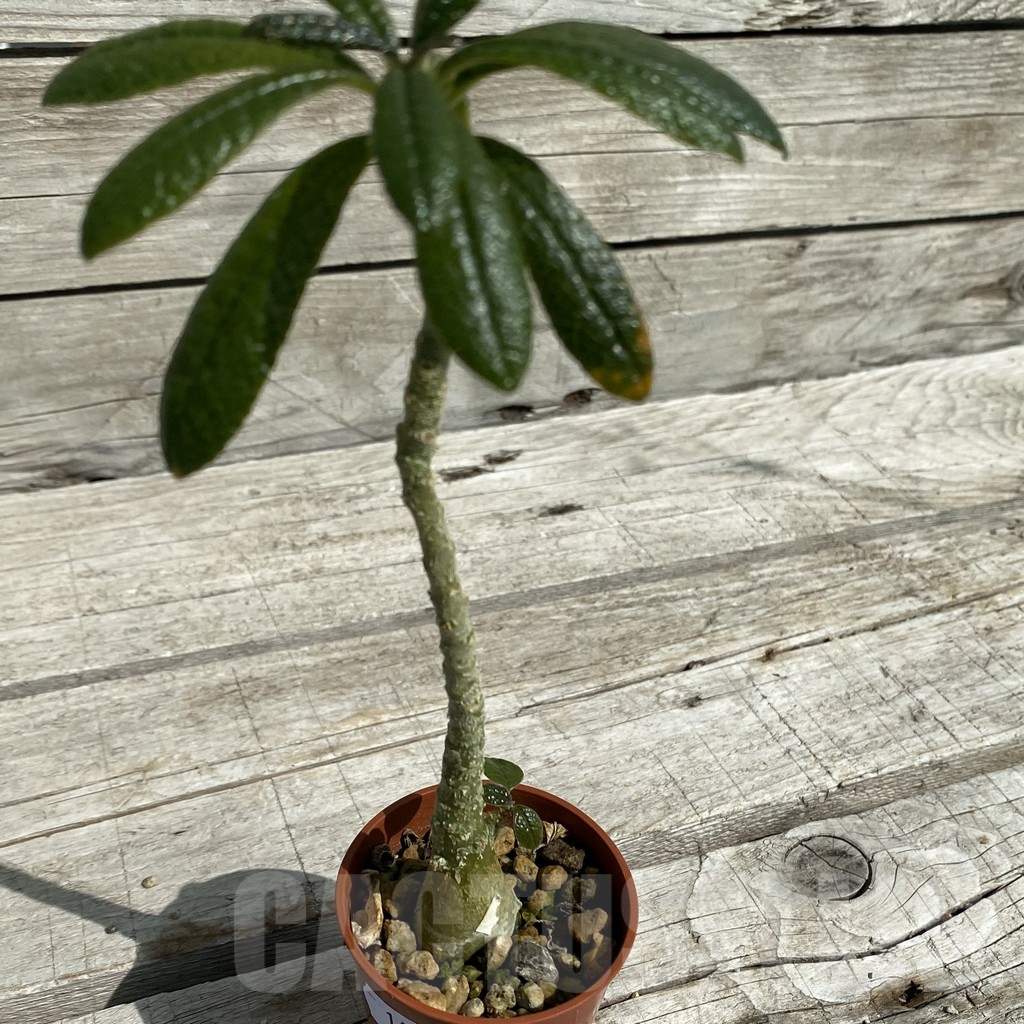 SH16457 Dorstenia gigas - immagine 2