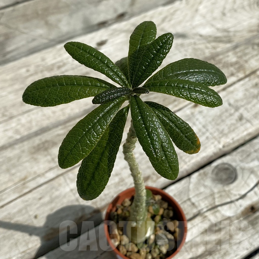 SH16457 Dorstenia gigas