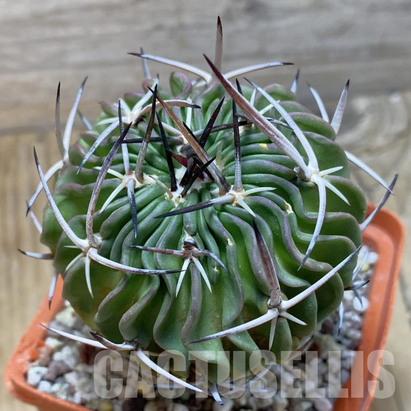 SH16392 Echinofossulocactus lamellosus, old 8 years