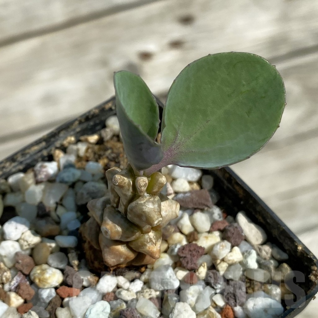 SH16459 Othonna herrei - Image 2