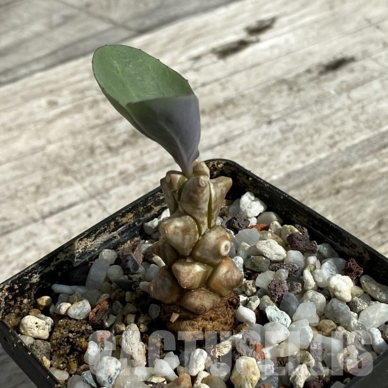 SH16459 Othonna herrei