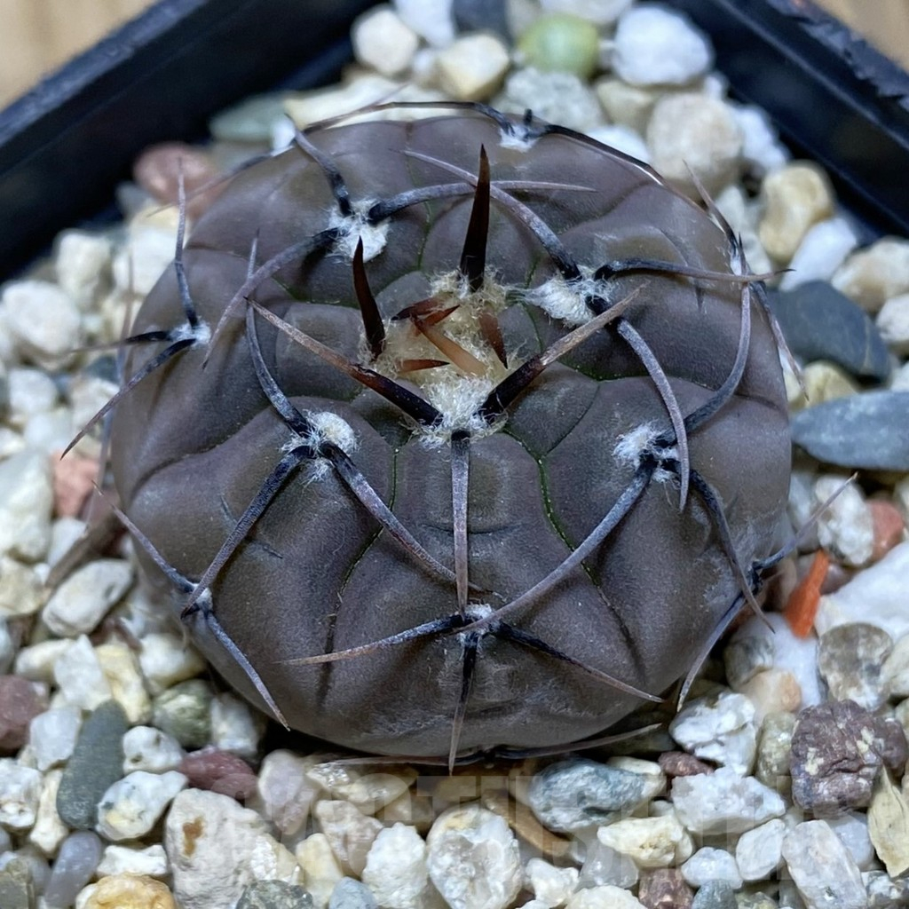 SH16401 Gymnocalycium esperanzae VG 1306