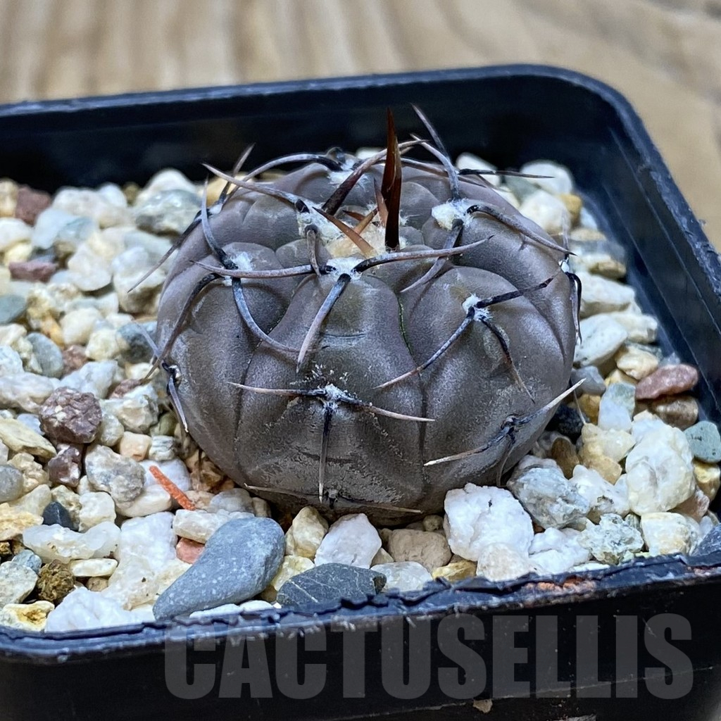 SH16401 Gymnocalycium esperanzae VG 1306 - Imagen 2