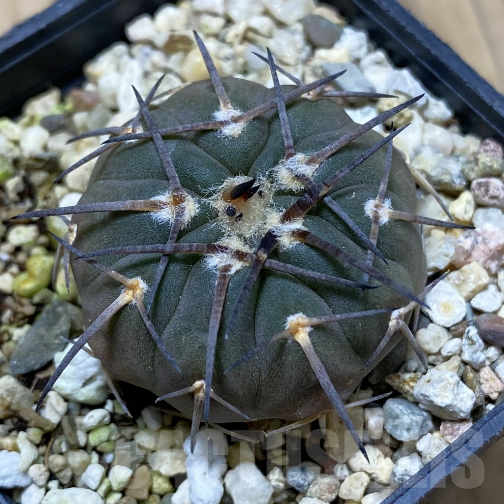 SH16403 Gymnocalycium spegazzinii v. major VG 090