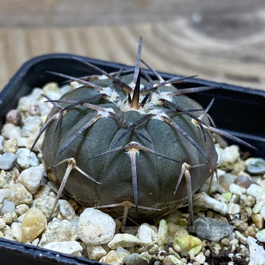 SH16403 Gymnocalycium spegazzinii v. major VG 090 - immagine 2