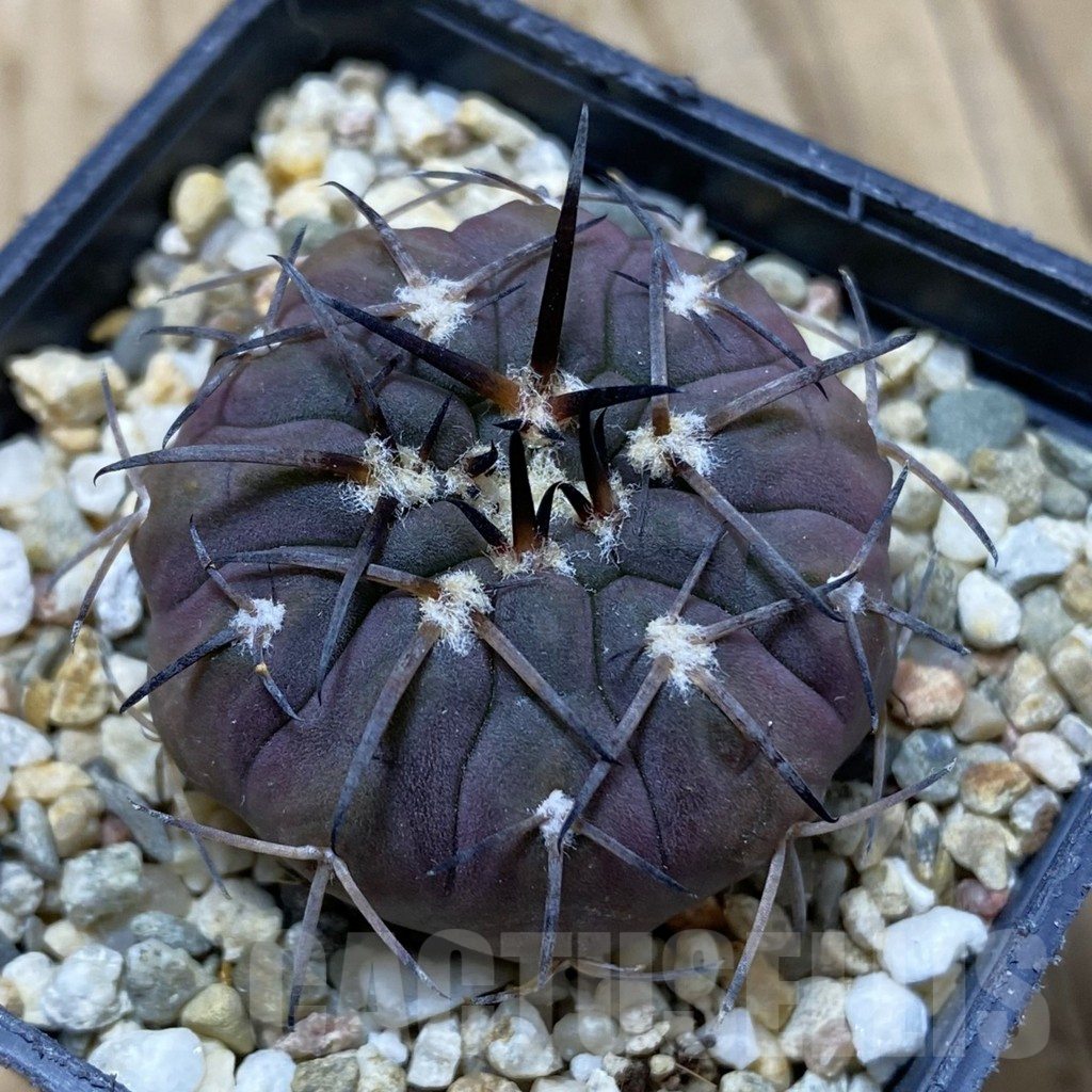 SH16404 Gymnocalycium spegazzinii v. major VG 090
