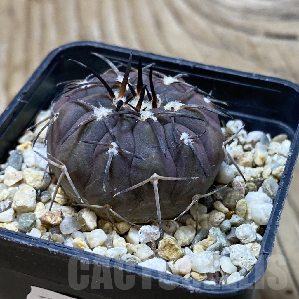 SH16404 Gymnocalycium spegazzinii v. major VG 090 - 画像 (2)