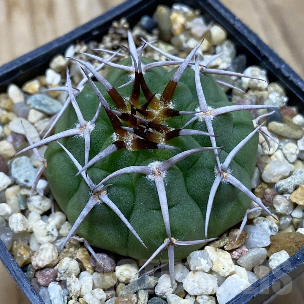 SH16405 Gymnocalycium ferocior VG 512