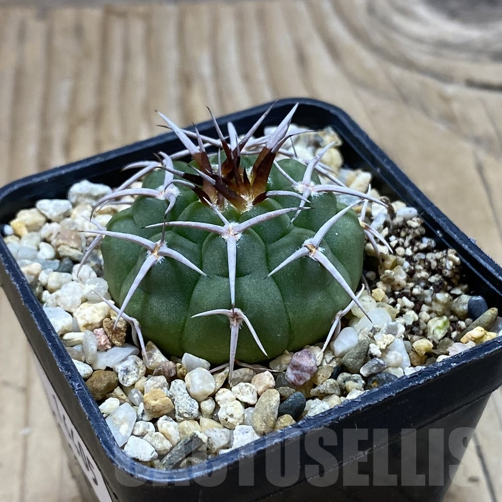 SH16405 Gymnocalycium ferocior VG 512 - immagine 2