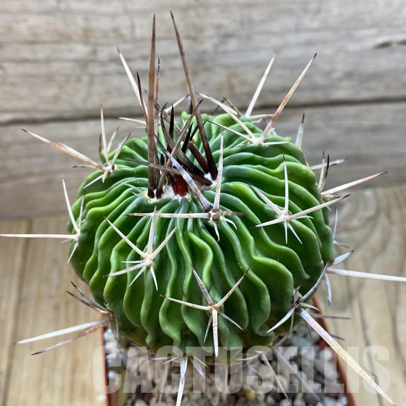SH16393 Echinofossulocactus hastatus, old 8 years