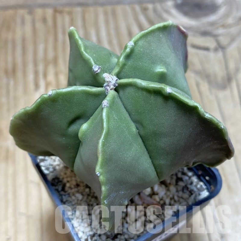 SH16408 Astrophytum myriostigma ‘Fukuryu’