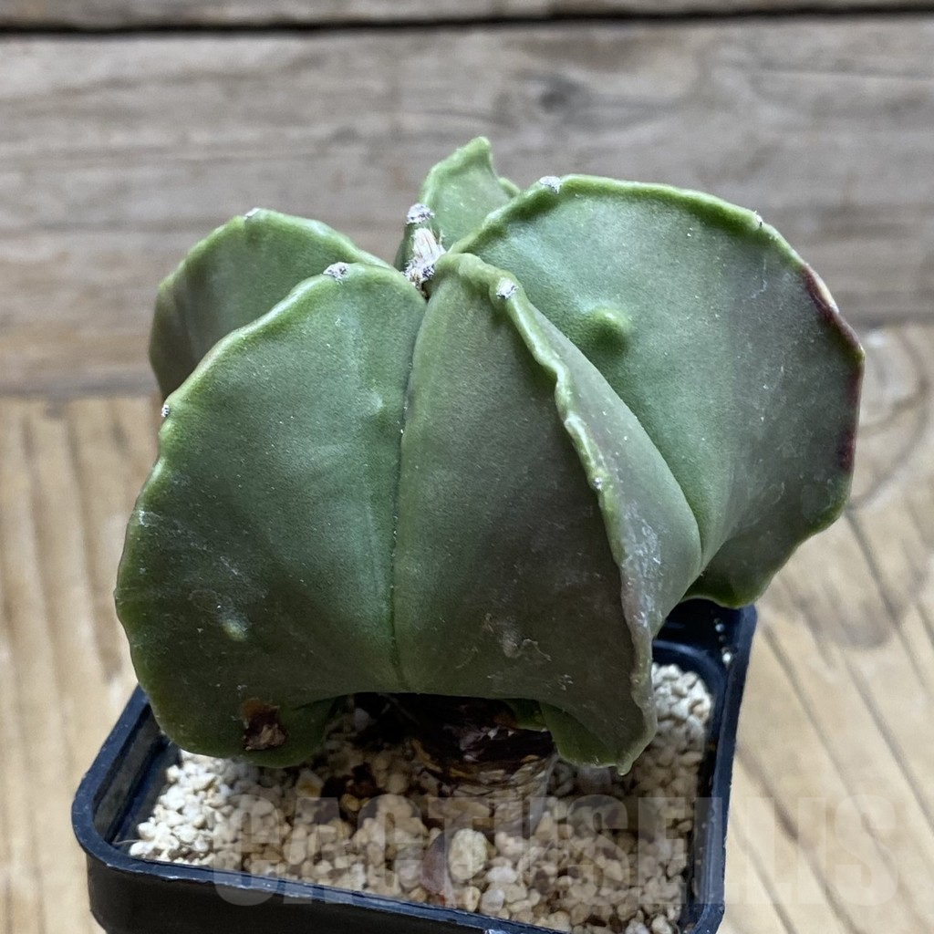 SH16408 Astrophytum myriostigma ‘Fukuryu’ - Image 2