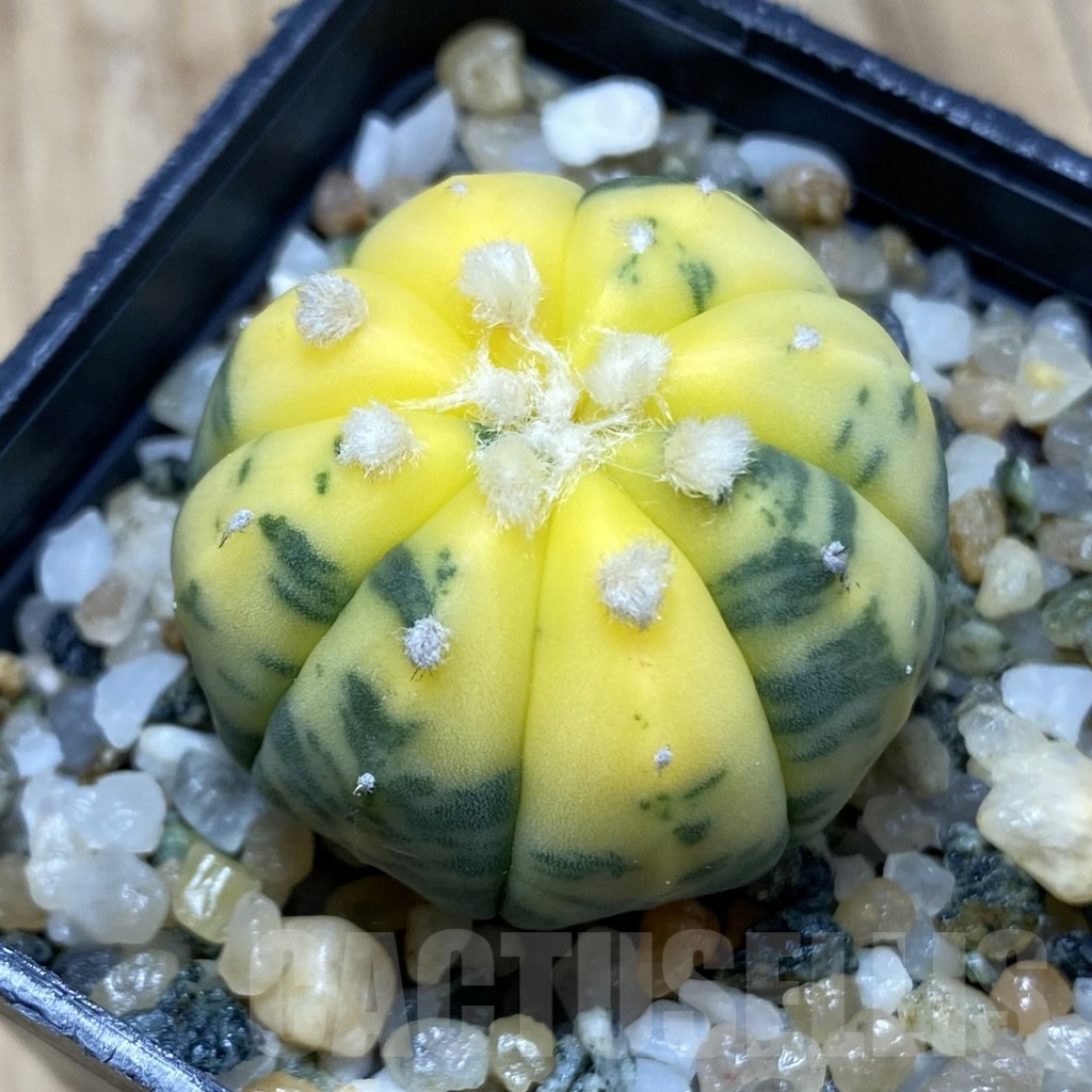 SH16409 Astrophytum asterias f. variegata