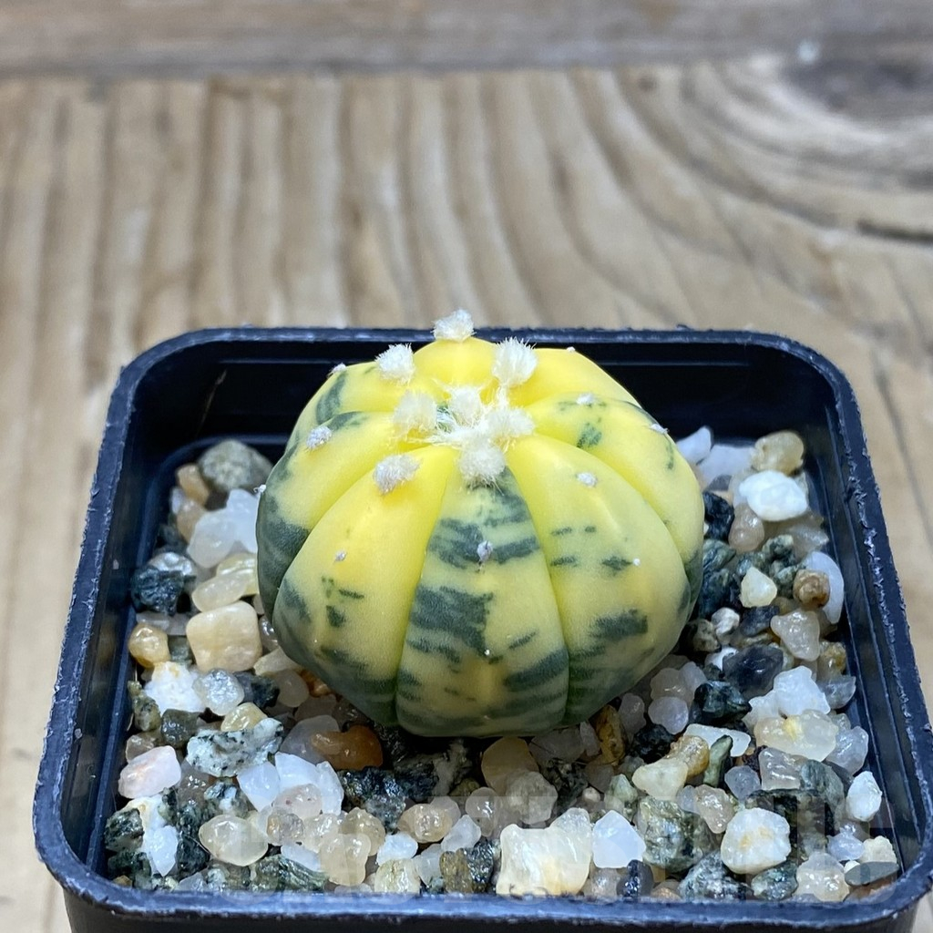 SH16409 Astrophytum asterias f. variegata - Image 2